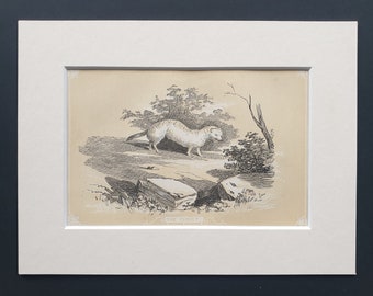 The Ferret - Original 1851 John Tallis woodblock print