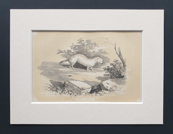 The Ferret - Original 1851 John Tallis woodblock print