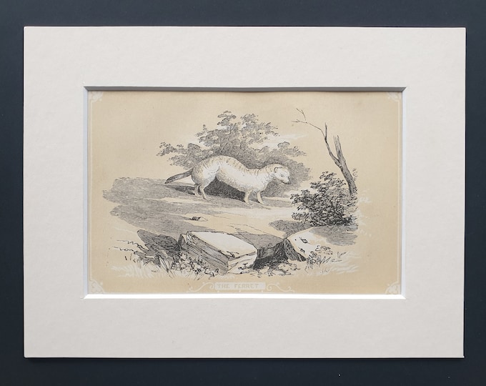 The Ferret - Original 1851 John Tallis woodblock print