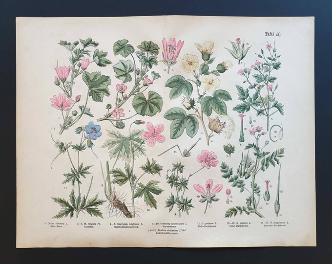 Original 1888 hand coloured large botanical print - Plate 50