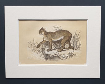 The Puma - Original 1851 John Tallis woodblock print