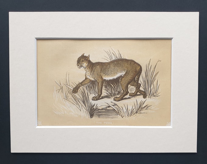 The Puma - Original 1851 John Tallis woodblock print
