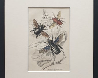 Xylocopa Teredo (Male and Female), Xylocopa Corniger  - Original c1870 hand coloured insect print in mount