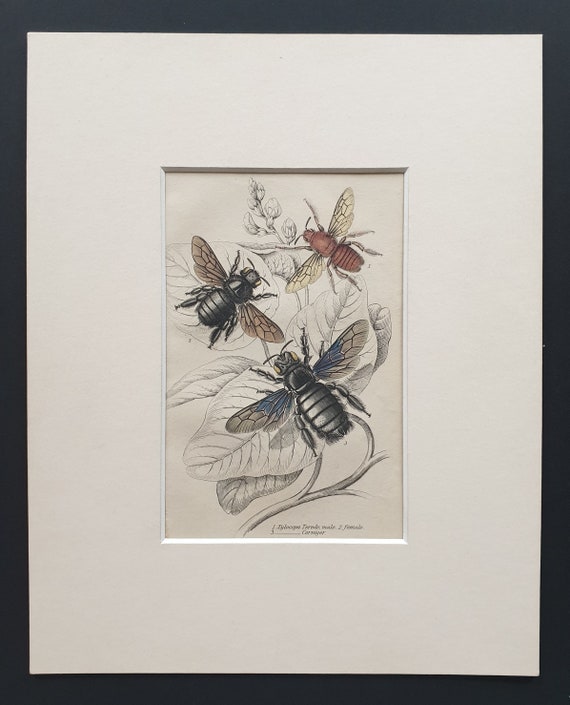 Xylocopa Teredo (Male and Female), Xylocopa Corniger  - Original c1870 hand coloured insect print in mount