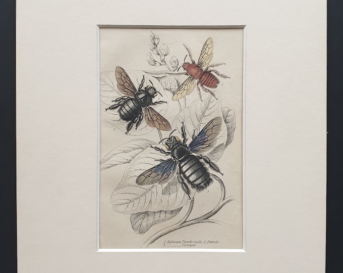 Xylocopa Teredo (Male and Female), Xylocopa Corniger  - Original c1870 hand coloured insect print in mount