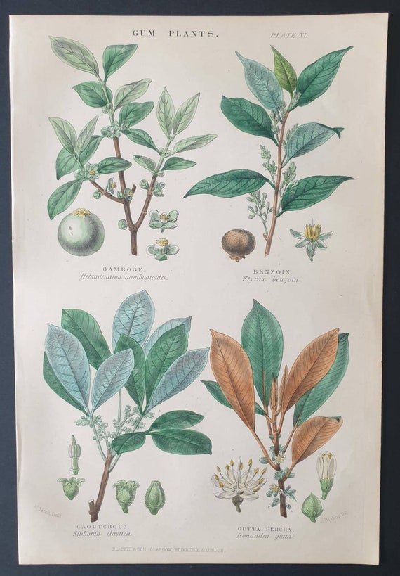 Original 1877 The Vegetable  Kingdom print - Gum Plants