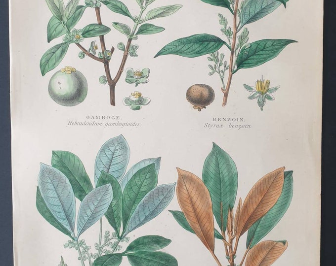 Original 1877 The Vegetable  Kingdom print - Gum Plants
