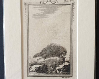 Coendou - Original 1812 Buffon print