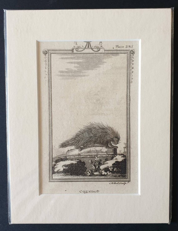 Original 1812 Buffon print - Coendou