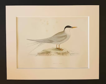 Arctic Tern - Original 1891 hand coloured bird print in mount