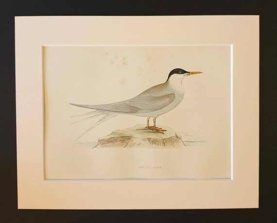 Original 1891 hand coloured bird print in mount - Arctic Tern