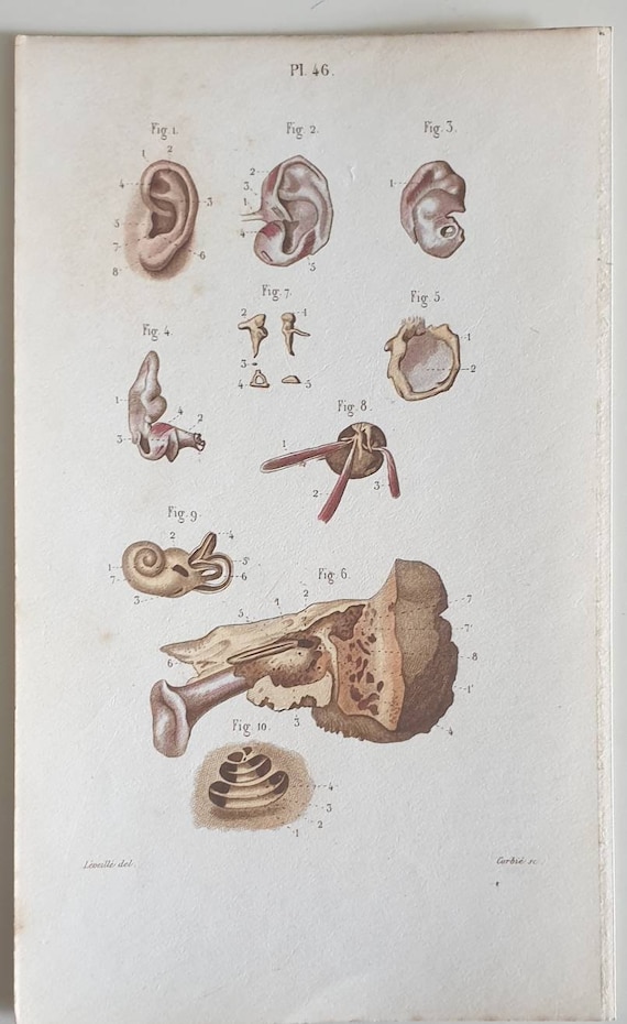 Original 1873 anatomical lithograph prints - Muscles and Organs