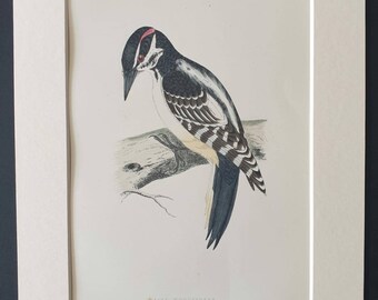 Hairy Woodpecker - Original 1891 hand coloured bird print in mount