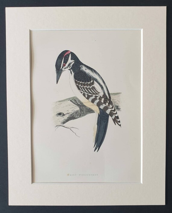Original 1891 hand coloured bird print in mount - Hairy Woodpecker