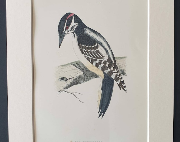 Original 1891 hand coloured bird print in mount - Hairy Woodpecker