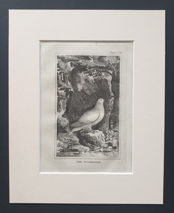 The Ptarmigan - Original 1812 Buffon print in mount (38)