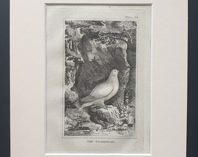 The Ptarmigan - Original 1812 Buffon print in mount (38)
