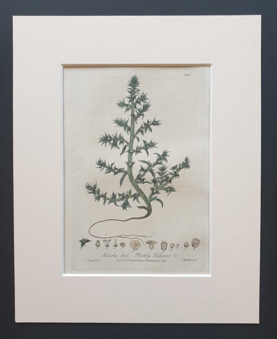 Prickly Saltwort - Original 1839 hand coloured flower print in mount