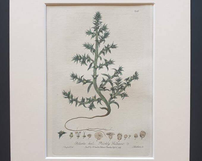 Prickly Saltwort - Original 1839 hand coloured flower print in mount