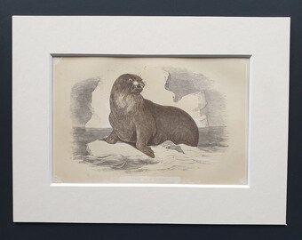 The Sea Lion - Original 1851 John Tallis woodblock print