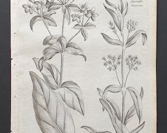Yellow and Tufty Willowherb - Original 1802 Culpeper engraving (193)