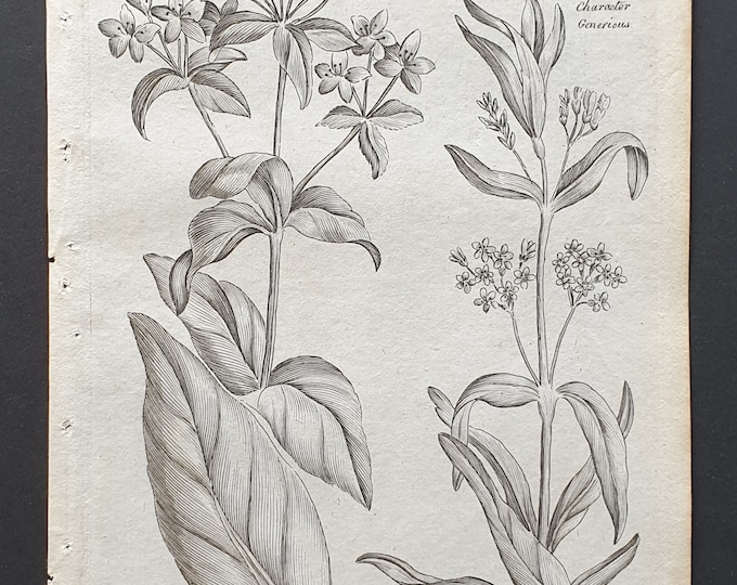 Yellow and Tufty Willowherb - Original 1802 Culpeper engraving (193)