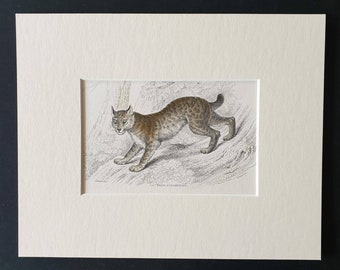 The Canada Lynx - Original 1834 hand coloured Naturalists Library print