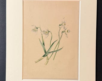 The Snowdrop - Original 1840 Hand Coloured Print