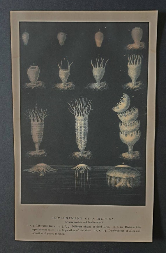 Original 1869 World of the Sea print - Development of a Medusa