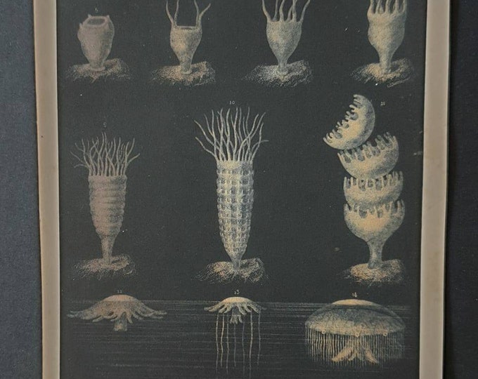 Original 1869 World of the Sea print - Development of a Medusa