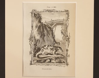 Phalanger - Original 1791 Buffon print in mount