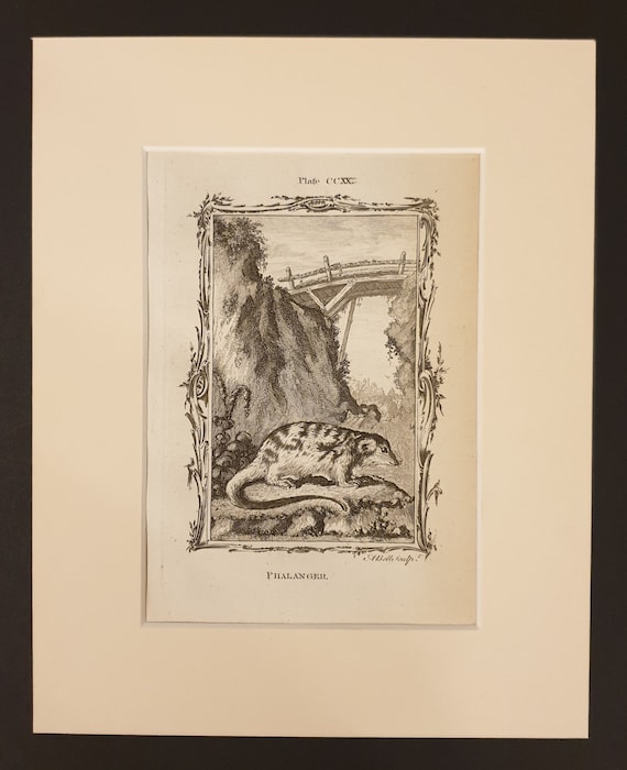 Phalanger - Original 1791 Buffon print in mount