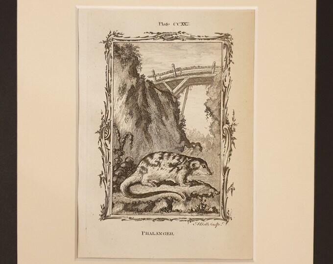 Phalanger - Original 1791 Buffon print in mount