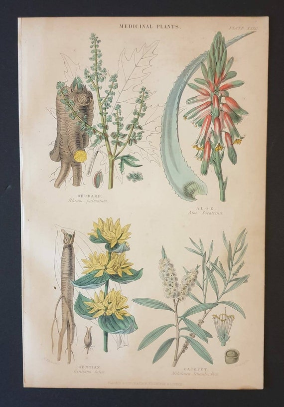 Original 1874 The Vegetable  Kingdom print - Medicinal Plants