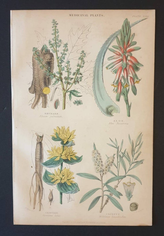 Original 1874 The Vegetable  Kingdom print - Medicinal Plants