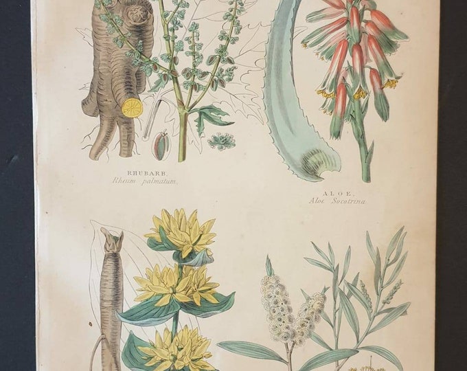 Original 1874 The Vegetable  Kingdom print - Medicinal Plants