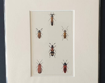 Beetles - Original hand coloured 1890 print in mount