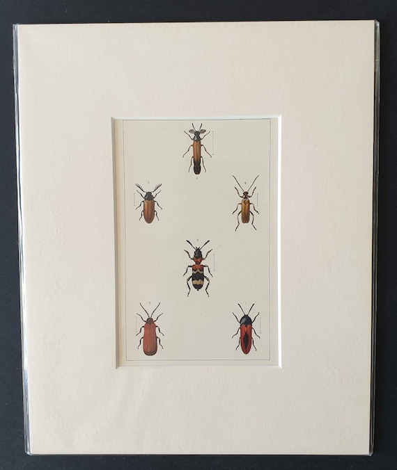 Original hand coloured 1890 beetle print in mount
