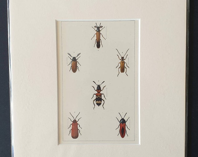 Original hand coloured 1890 beetle print in mount