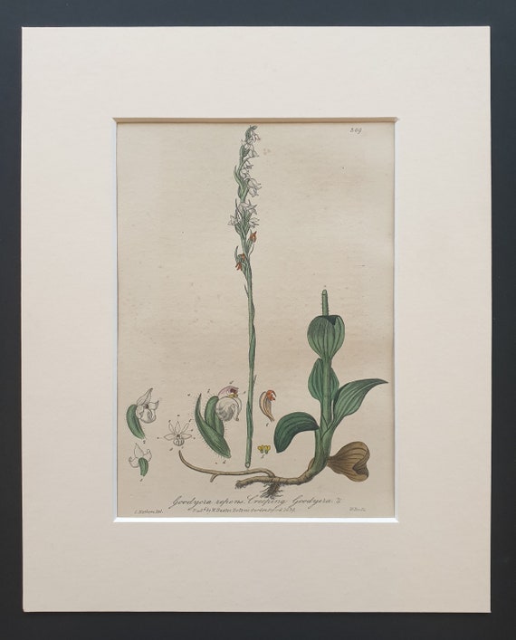 Creeping Goodyera - Original 1839 hand coloured flower print in mount