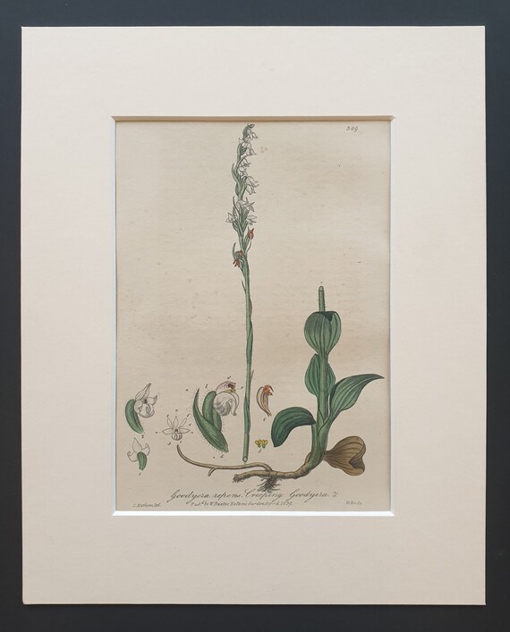 Creeping Goodyera - Original 1839 hand coloured flower print in mount