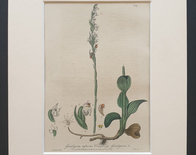 Creeping Goodyera - Original 1839 hand coloured flower print in mount