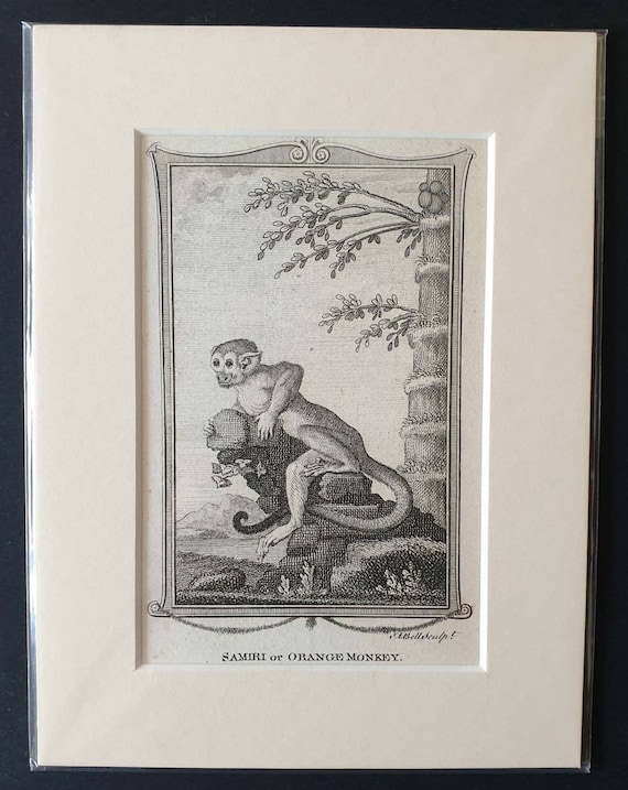 Original 1792 Buffon print - Samiri or Orange Monkey