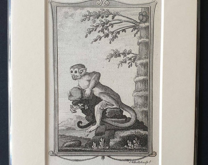 Original 1792 Buffon print - Samiri or Orange Monkey