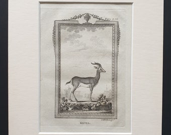 Kevel - Original 1812 Buffon print in mount