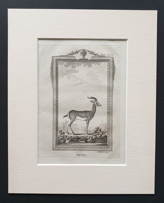 Kevel - Original 1812 Buffon print in mount