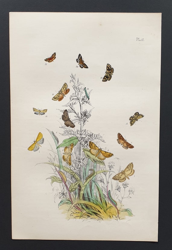 The Garden Pebble Moth and others - Original hand coloured 1860 print
