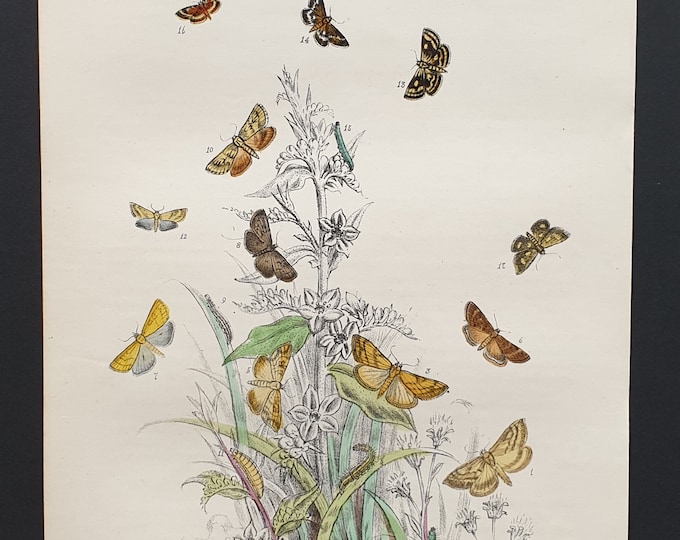 The Garden Pebble Moth and others - Original hand coloured 1860 print