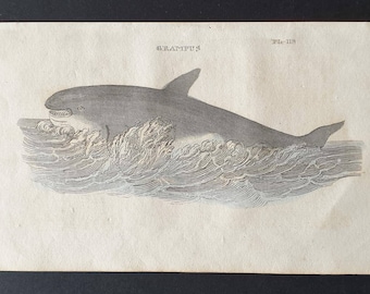 Grampus - Original 1821 hand coloured animal print