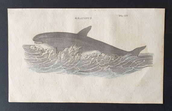 Original 1821 hand coloured animal print - Grampus